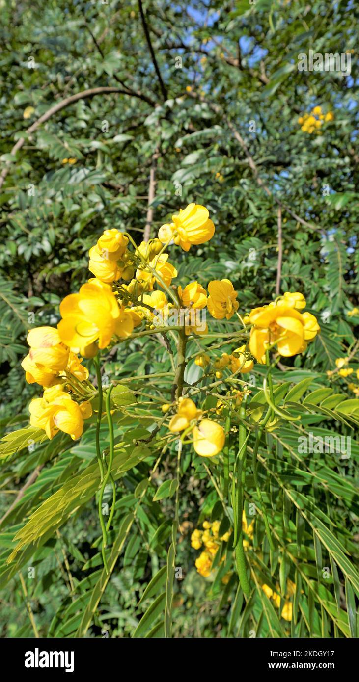 Gros plan de belles fleurs de Senna spectabilis connu sous le nom de Casia amarilla, Whitebark senna, douche jaune. Également connu sous le nom d'arbre d'émerveillement doré Banque D'Images