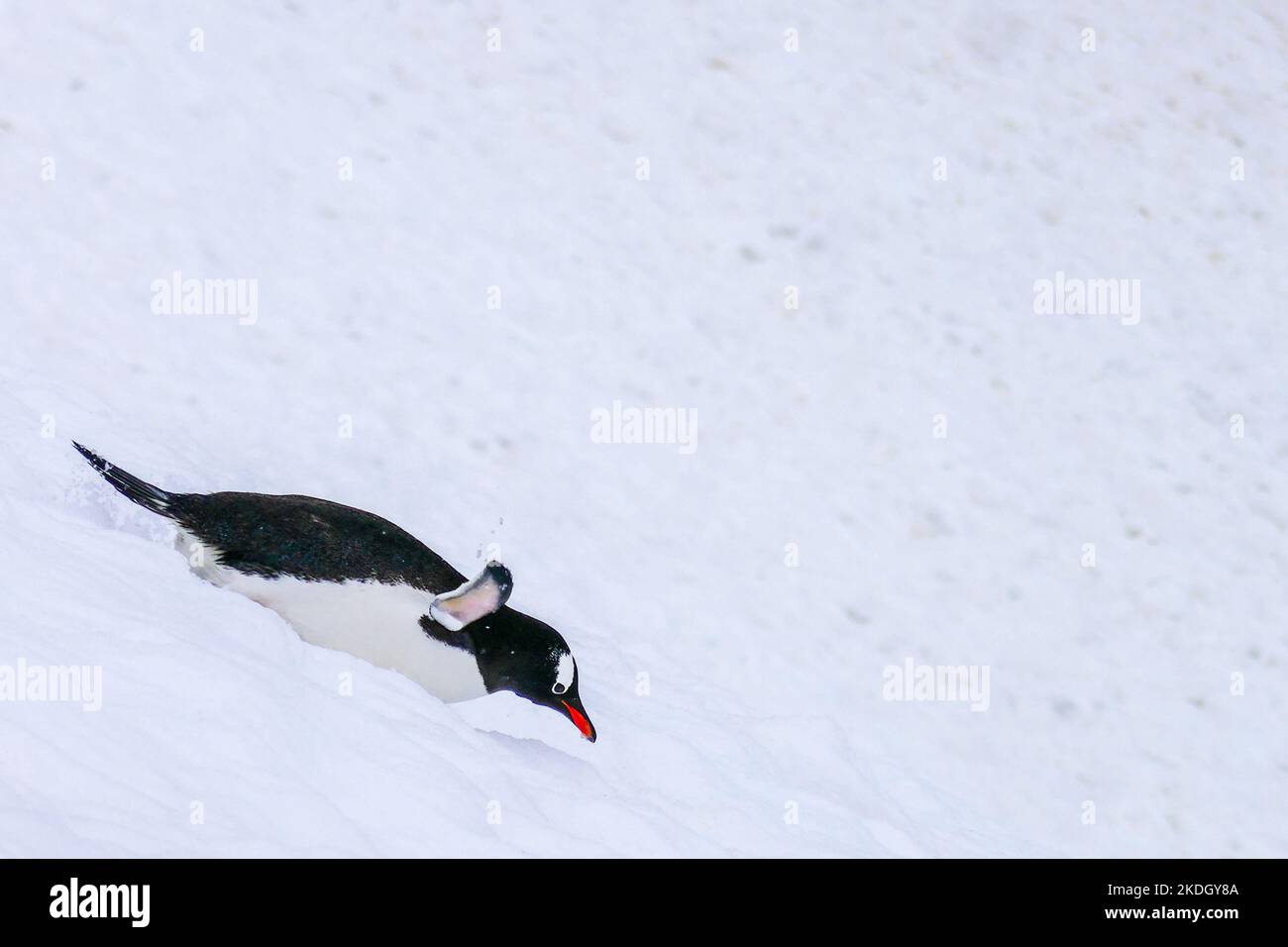 Un pingouin glissant sur une pente enneigée sur son ventre Banque D'Images