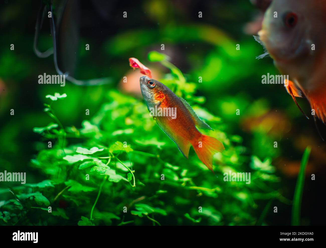 macropodus opercularis dans mon réservoir Banque D'Images