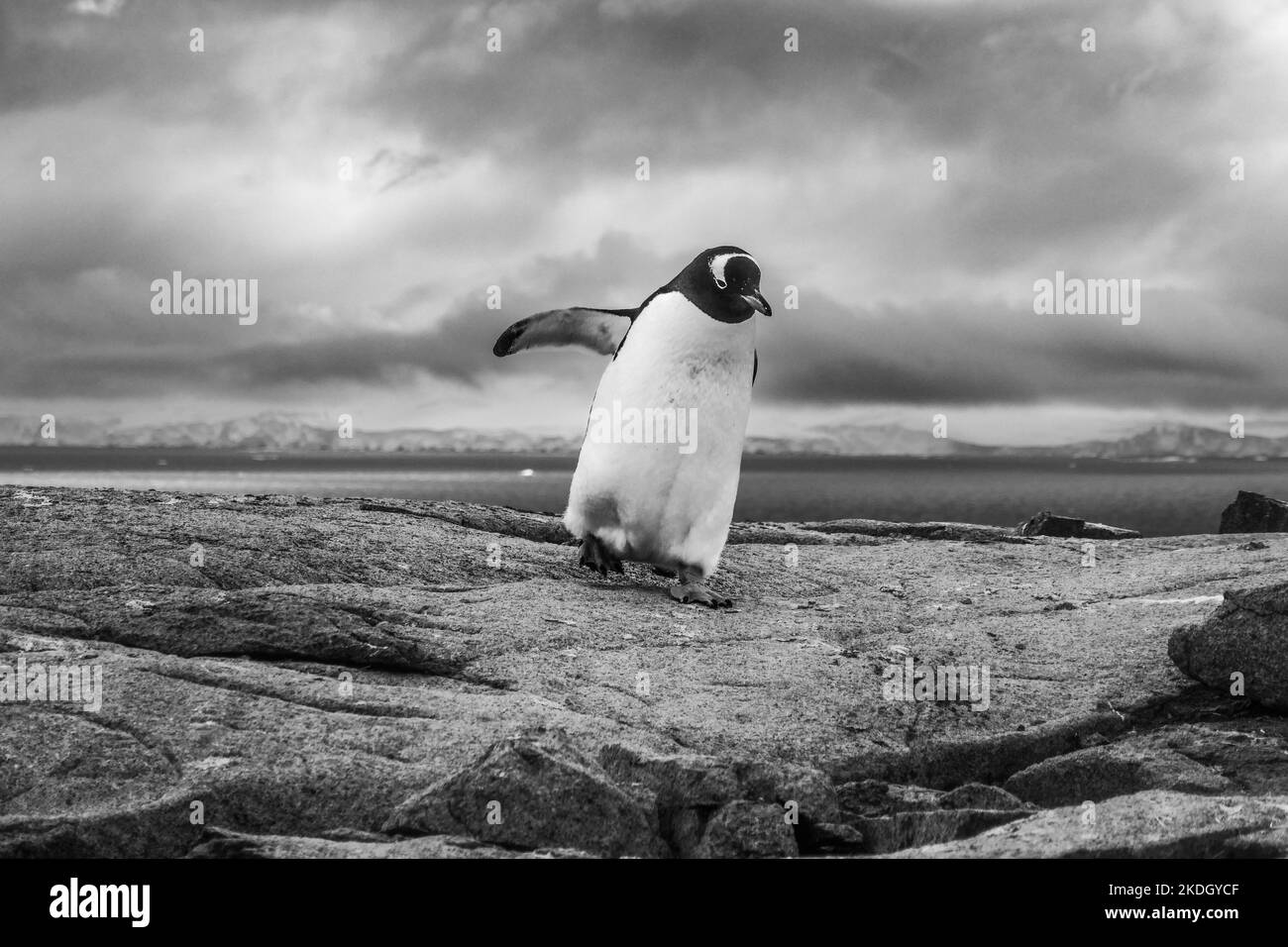 Pingouin avec neige, glace, océan ou terre en arrière-plan Banque D'Images