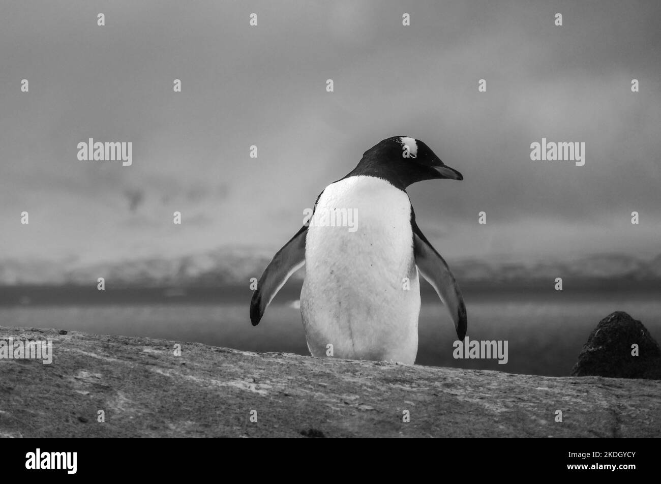 Pingouin avec neige, glace, océan ou terre en arrière-plan Banque D'Images