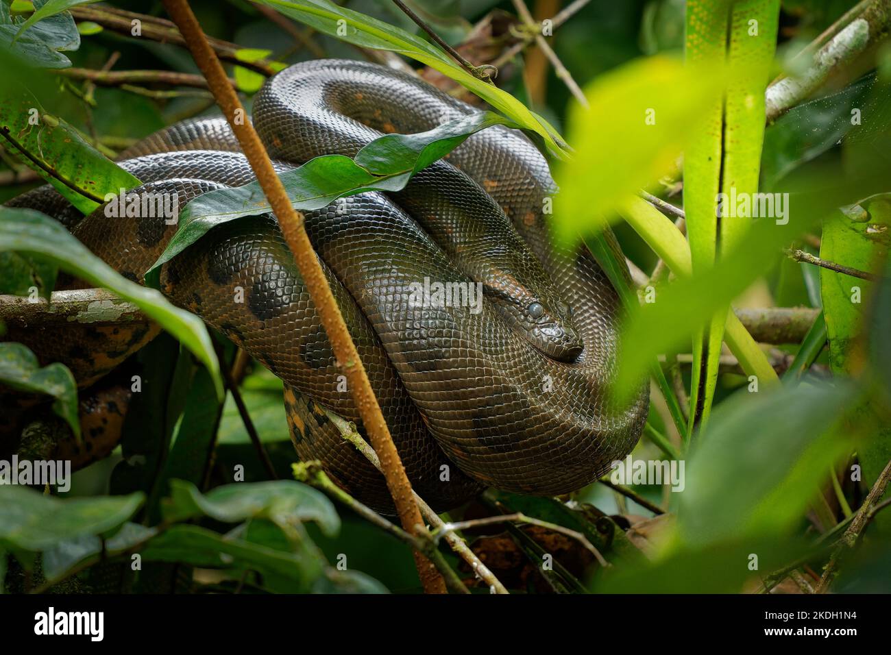 Vert Anaconda - Eunectes murinus aussi géant, commun anaconda, commun eau boa ou sucuri, le serpent le plus connu, trouvé en Amérique du Sud, non-venin Banque D'Images