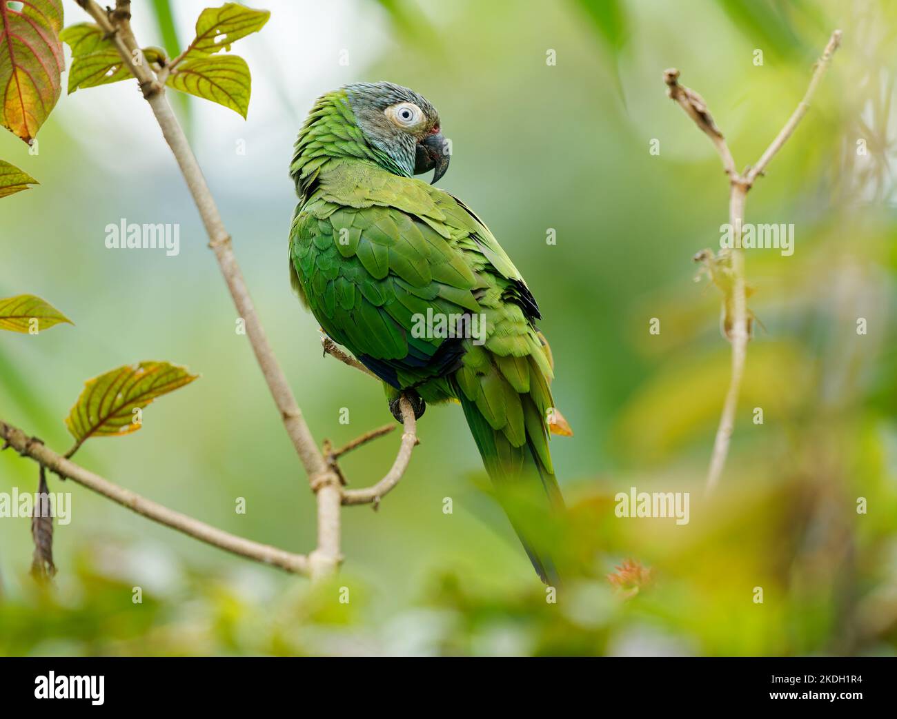 Parakeet à tête dusky - Aratinga weddellii également le conure de Weddell, petit perroquet néotropical vert, dans des habitats boisés dans le bassin amazonien de l'Amérique du Sud Banque D'Images