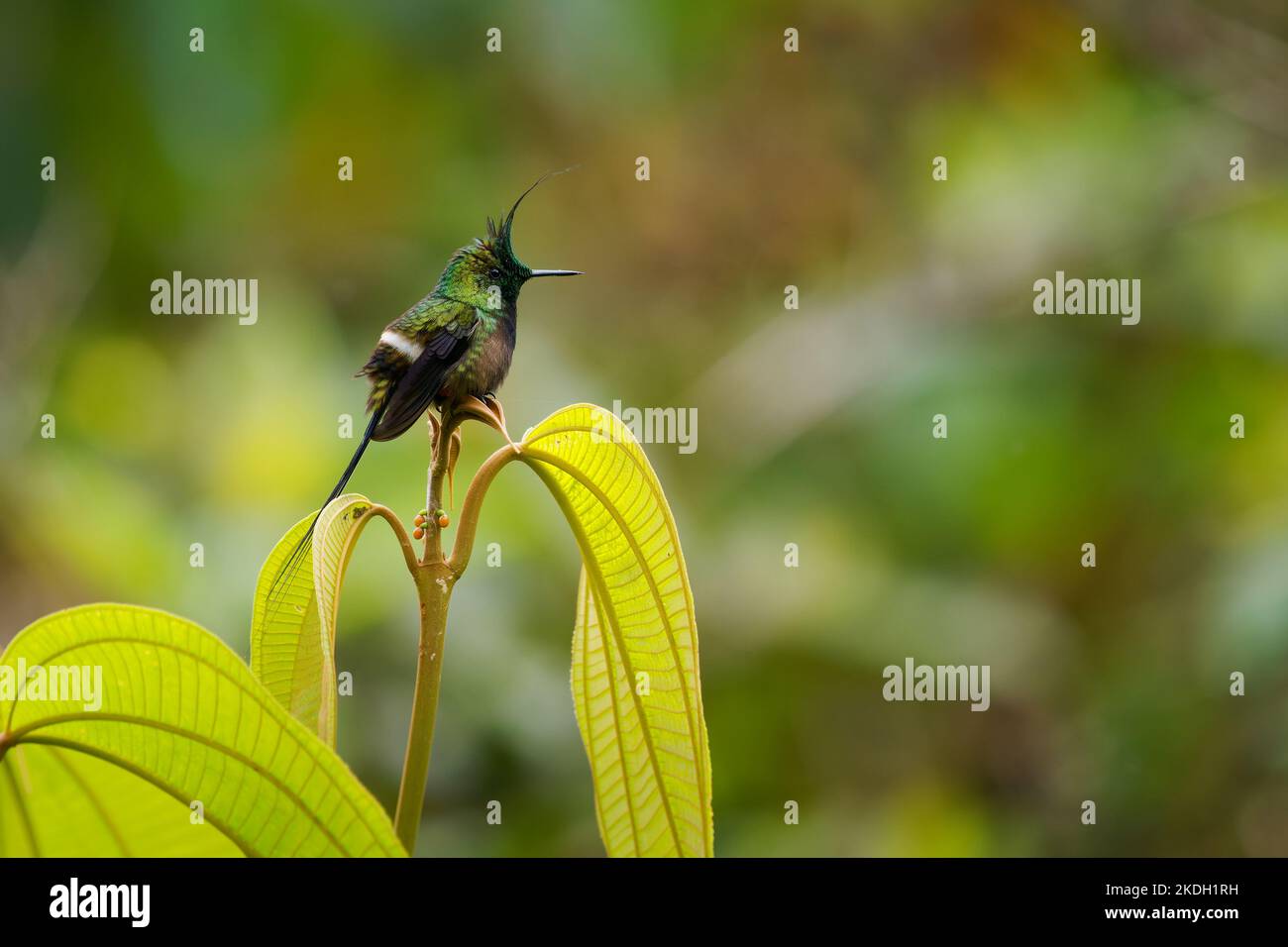 Thorntail à crasse métallique - colibri vert Discosura popelairii à longue crête et longue queue vive, oiseau sur la fleur violette et fond vert, f Banque D'Images