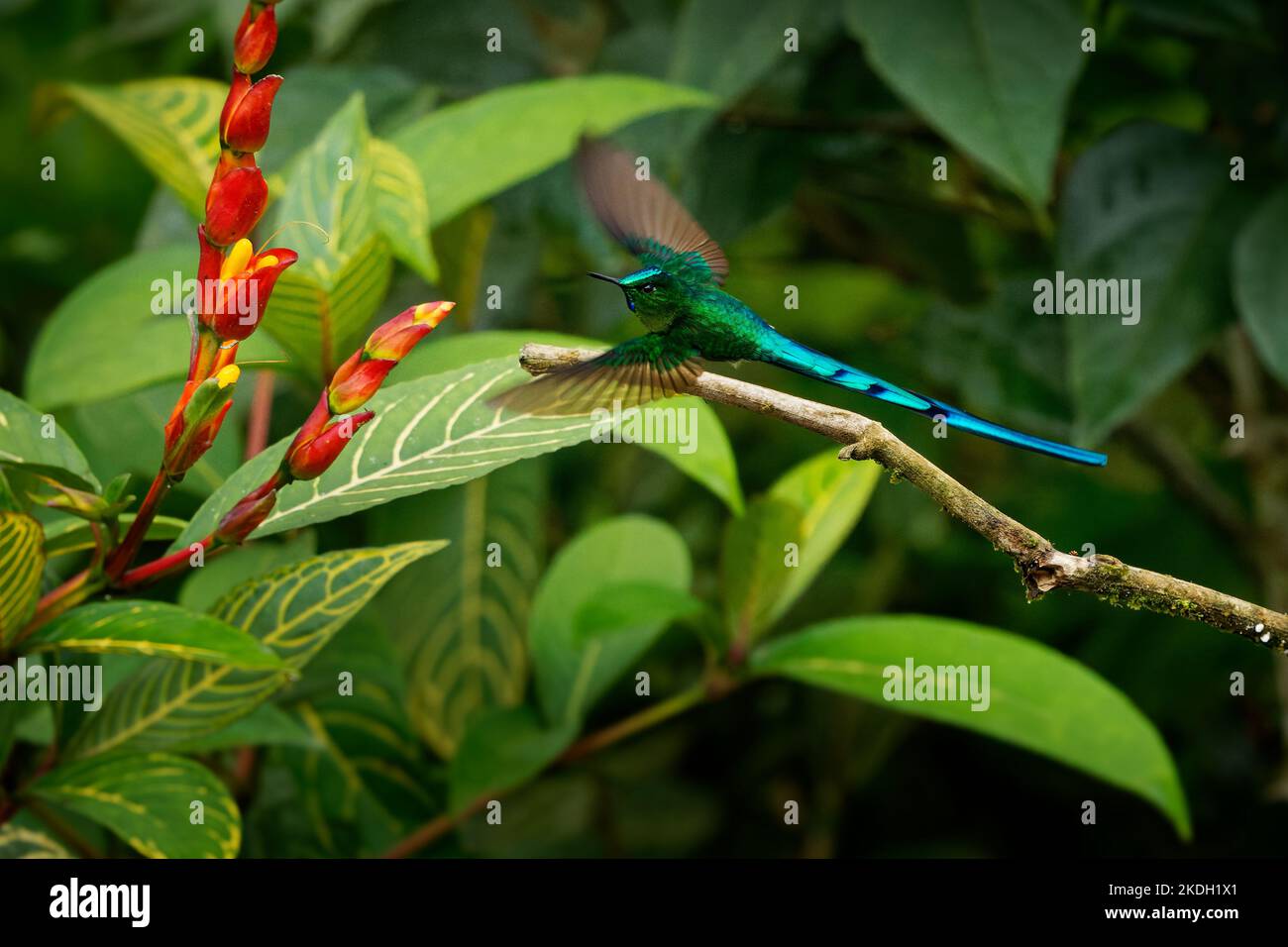 Sylph à queue longue - Aglaiocercus kinii colibri en coquettes, tribu Lesbiini sous-famille Lesbiinae, trouvé en Bolivie, Colombie, Equateur, Pérou, Venez Banque D'Images