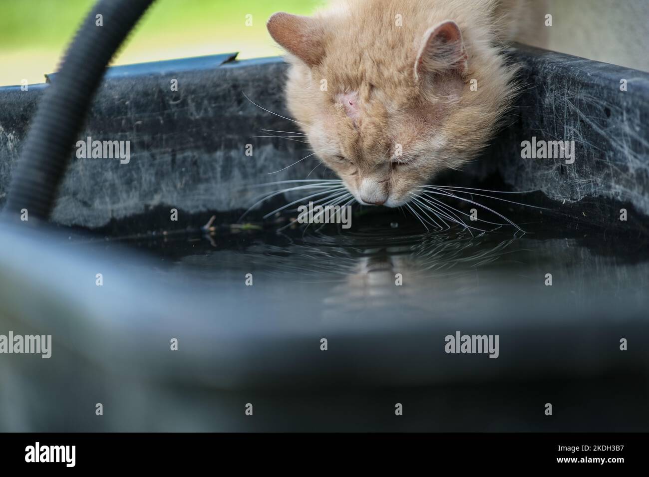 Chaleur estivale, les animaux sont à la recherche d'eau. Banque D'Images