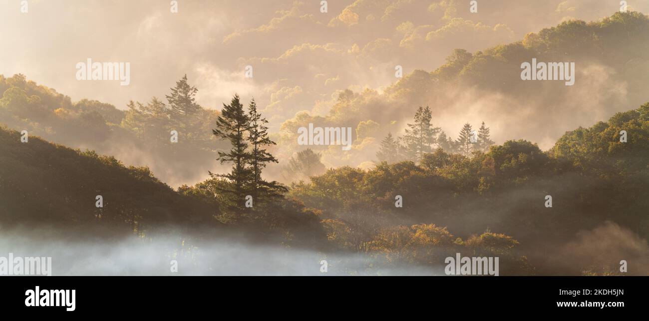 Une belle lumière dorée adoucit une scène automnale dans le parc national de Snowdonia, avec des couches de feuillage parsemées de pins en vue. Banque D'Images