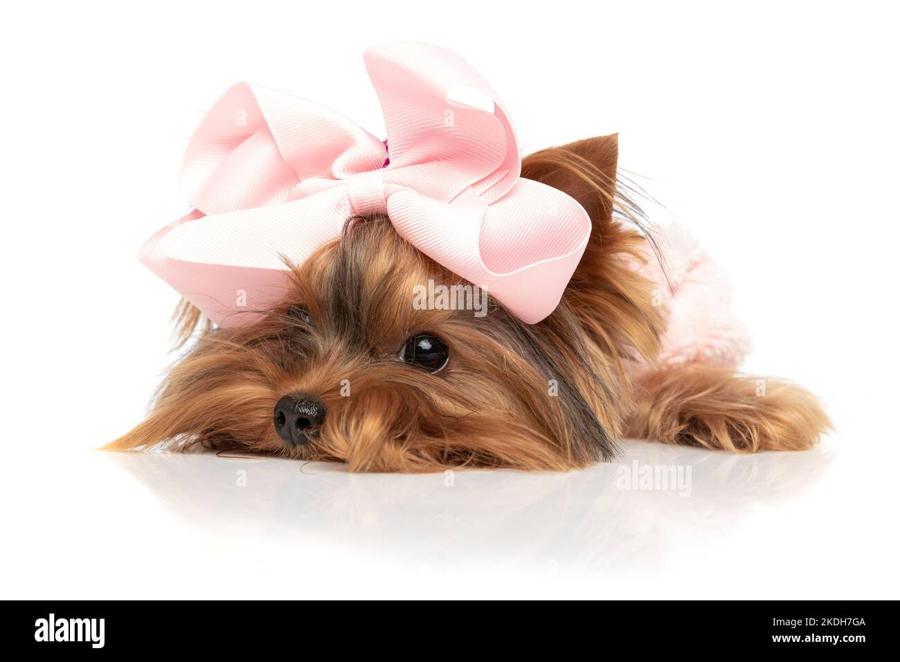 adorable chien terrier du yorkshire reposant sa tête sur le sol, paresseux et portant un arc rose sur fond blanc Banque D'Images