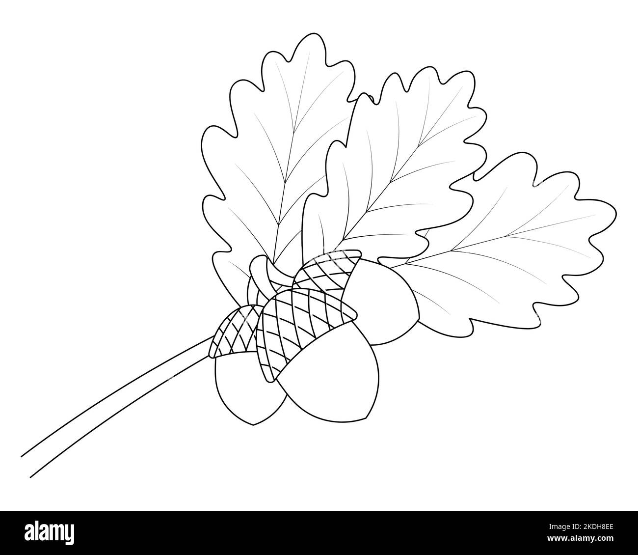 Acorns sur une branche de chêne. Feuilles et fruits à coques dures. Illustration vectorielle. Sur un arrière-plan blanc isolé. Style Doodle. Esquisse. Illustration de Vecteur