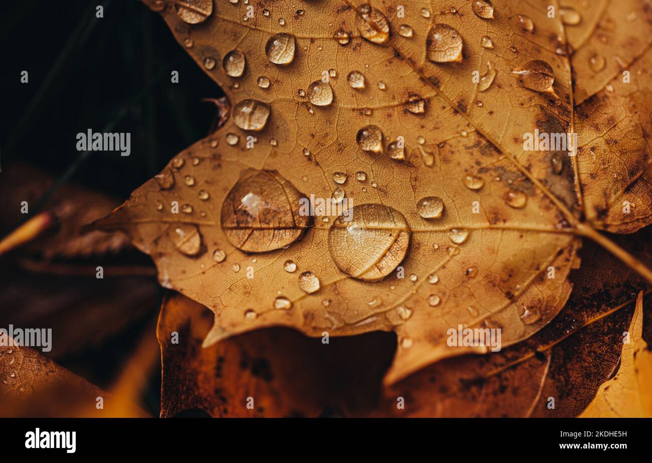 Gros plan de la feuille tombée sur le sol en automne couverte de gouttes de pluie. Banque D'Images