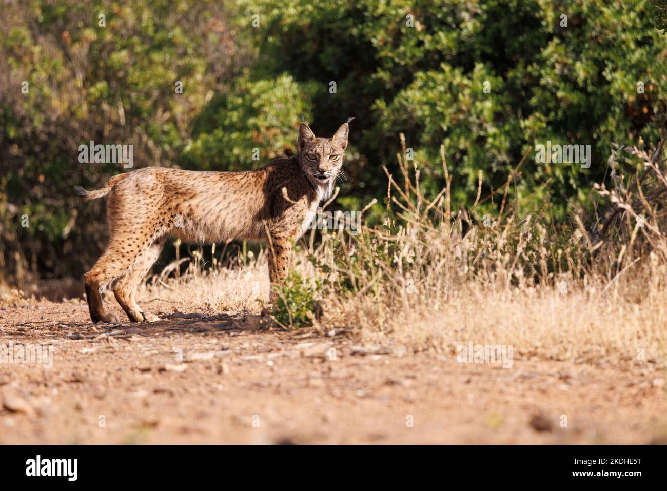 libre lynx ibérique dans son environnement naturel Banque D'Images
