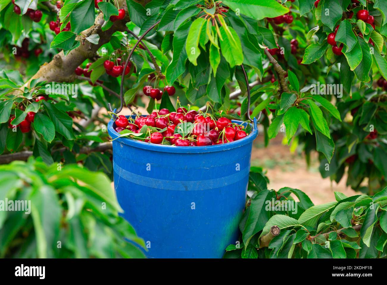 panier rempli de cerises rouges mûres Banque D'Images