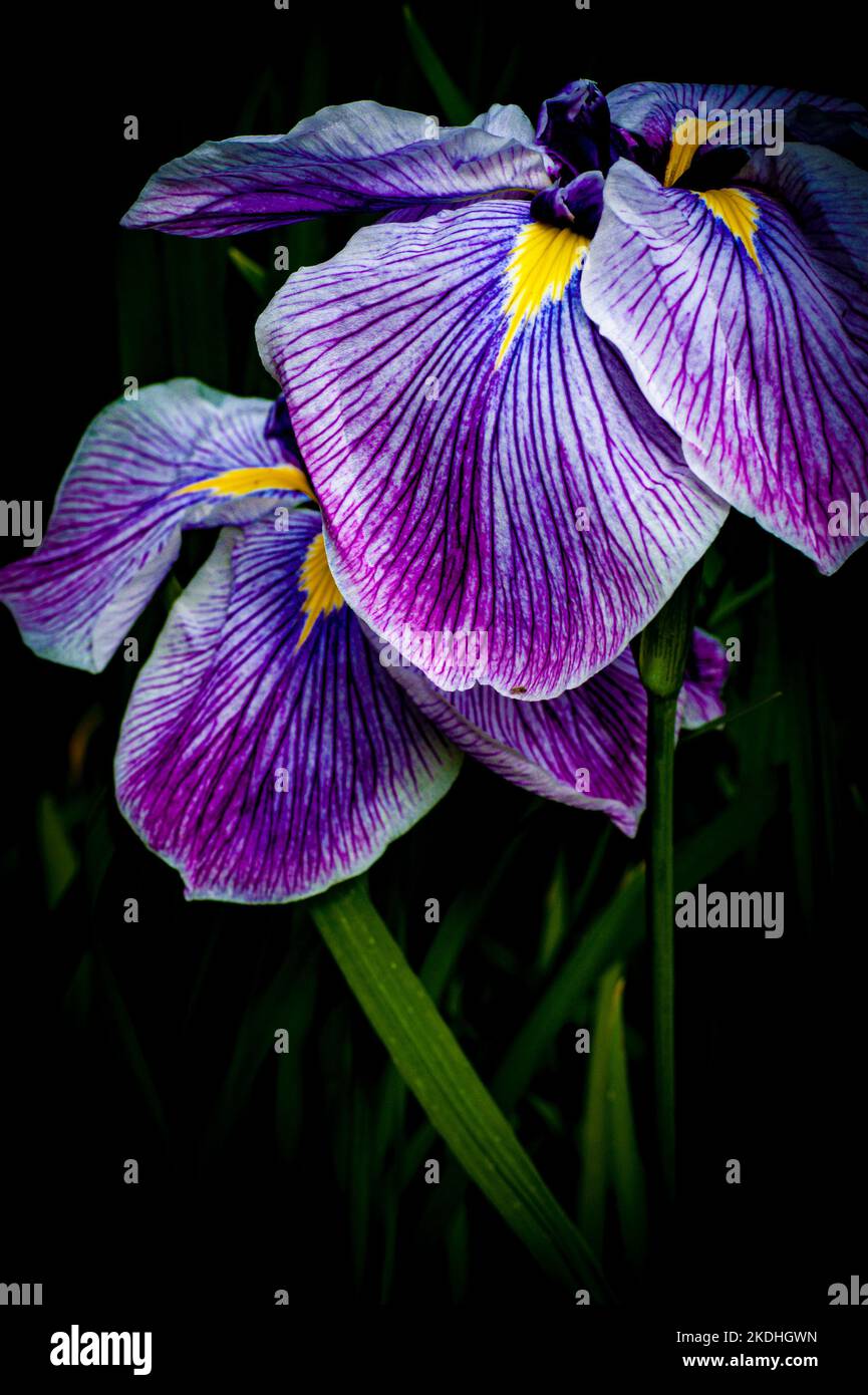 Iris au parc national Shore Acres sur la côte sud de l'Oregon Banque D'Images