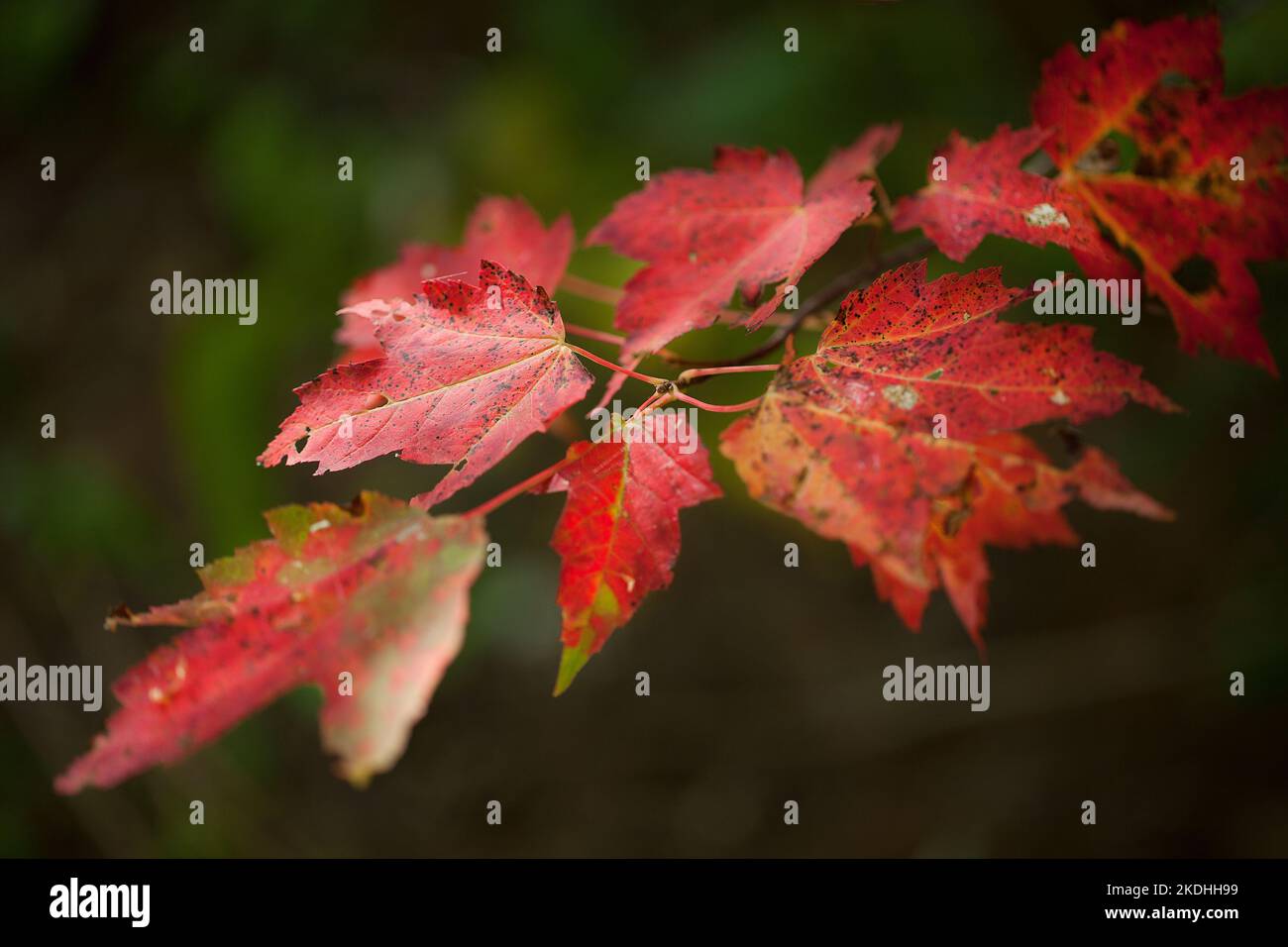 Feuilles d'érable rouge vives et colorées en automne. Acer rubrum. Couleurs d'automne des feuilles d'érable rouge dans la forêt. Banque D'Images