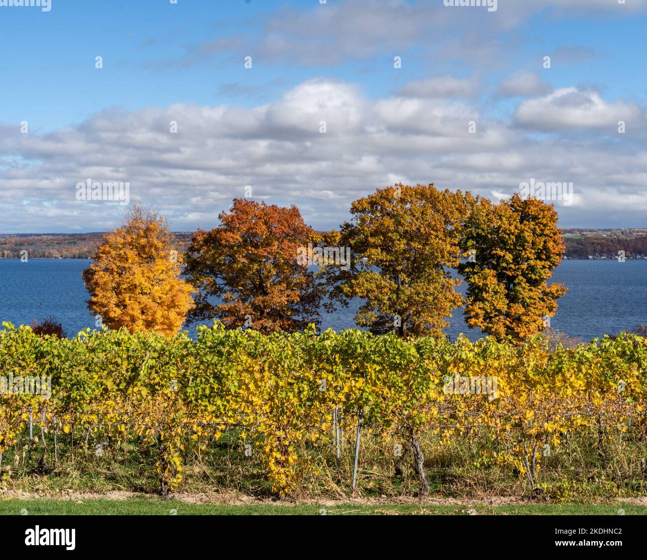 Finger Lakes Vineyard aux magnifiques couleurs automnales sur le lac Cayuga près d'Ithaca, New York Banque D'Images