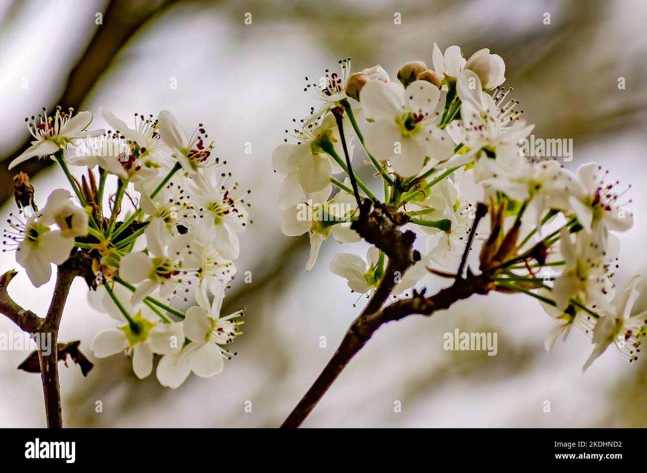 Les poiriers de Bradford (Pyrus calleryana) affichent des fleurs, 10 mars 2013, à Columbus, Mississippi. Banque D'Images