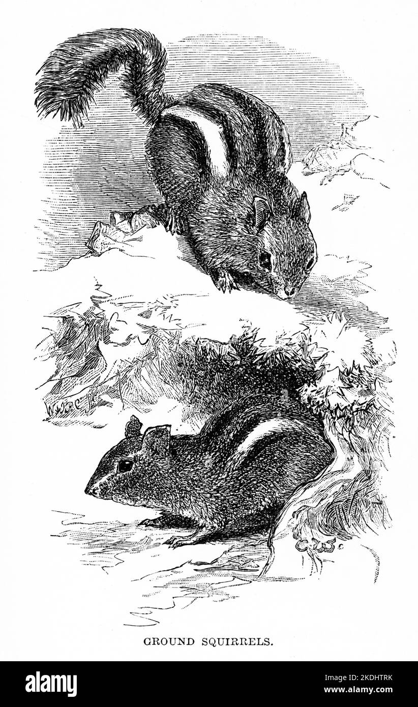 Gravure d'un écureuil anglais, vers 1880 Banque D'Images