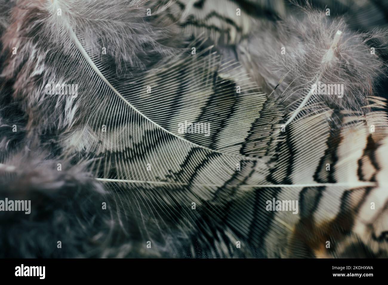 Belle couleur noir et blanc caille oiseau plumes sombre sans coutures lignes vintage abstrait motif texture design fond naturel, papier peint, image. Banque D'Images