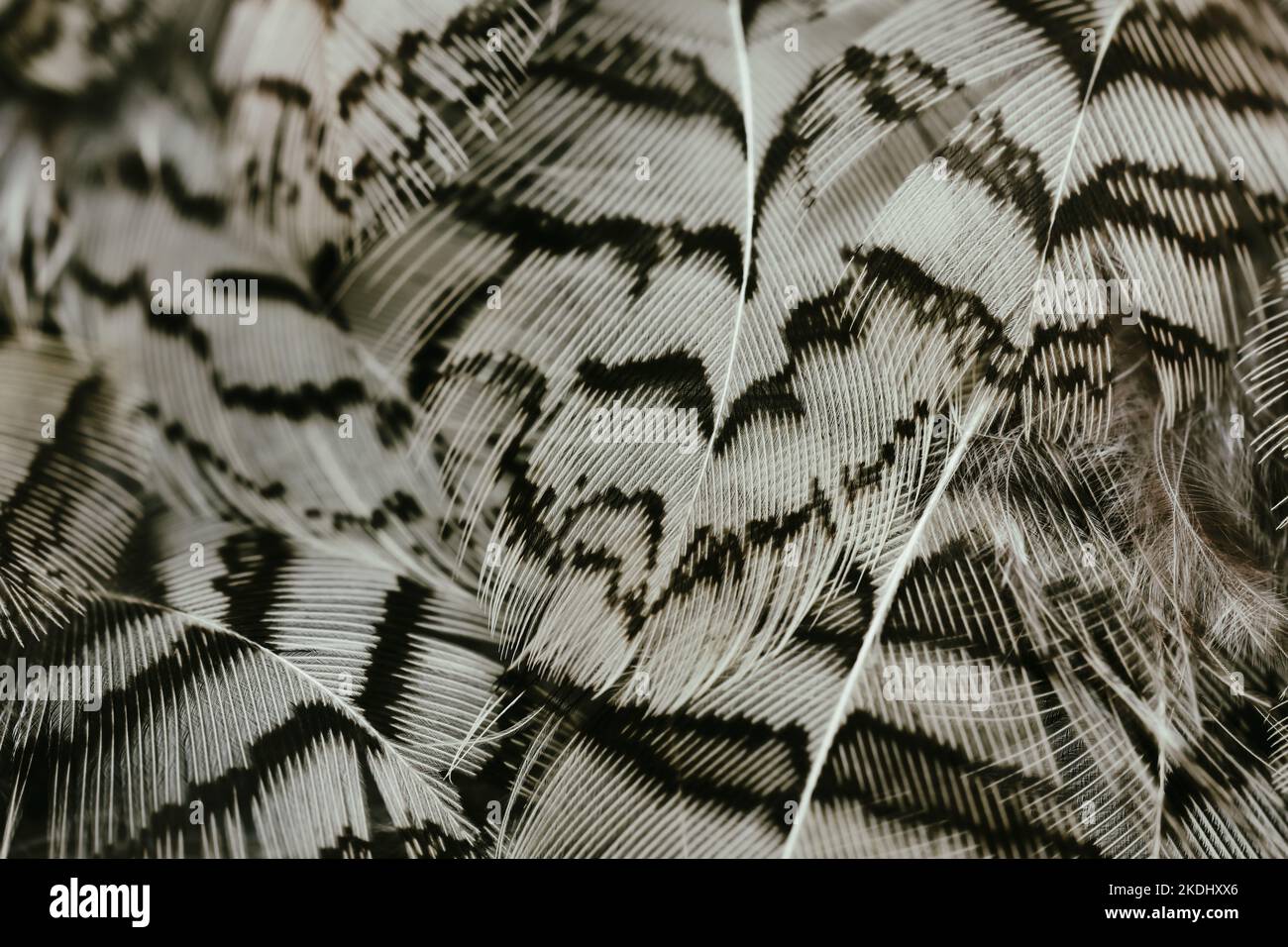 Belle couleur noir et blanc caille oiseau plumes sombre sans coutures lignes vintage abstrait motif texture design fond naturel, papier peint, image. Banque D'Images