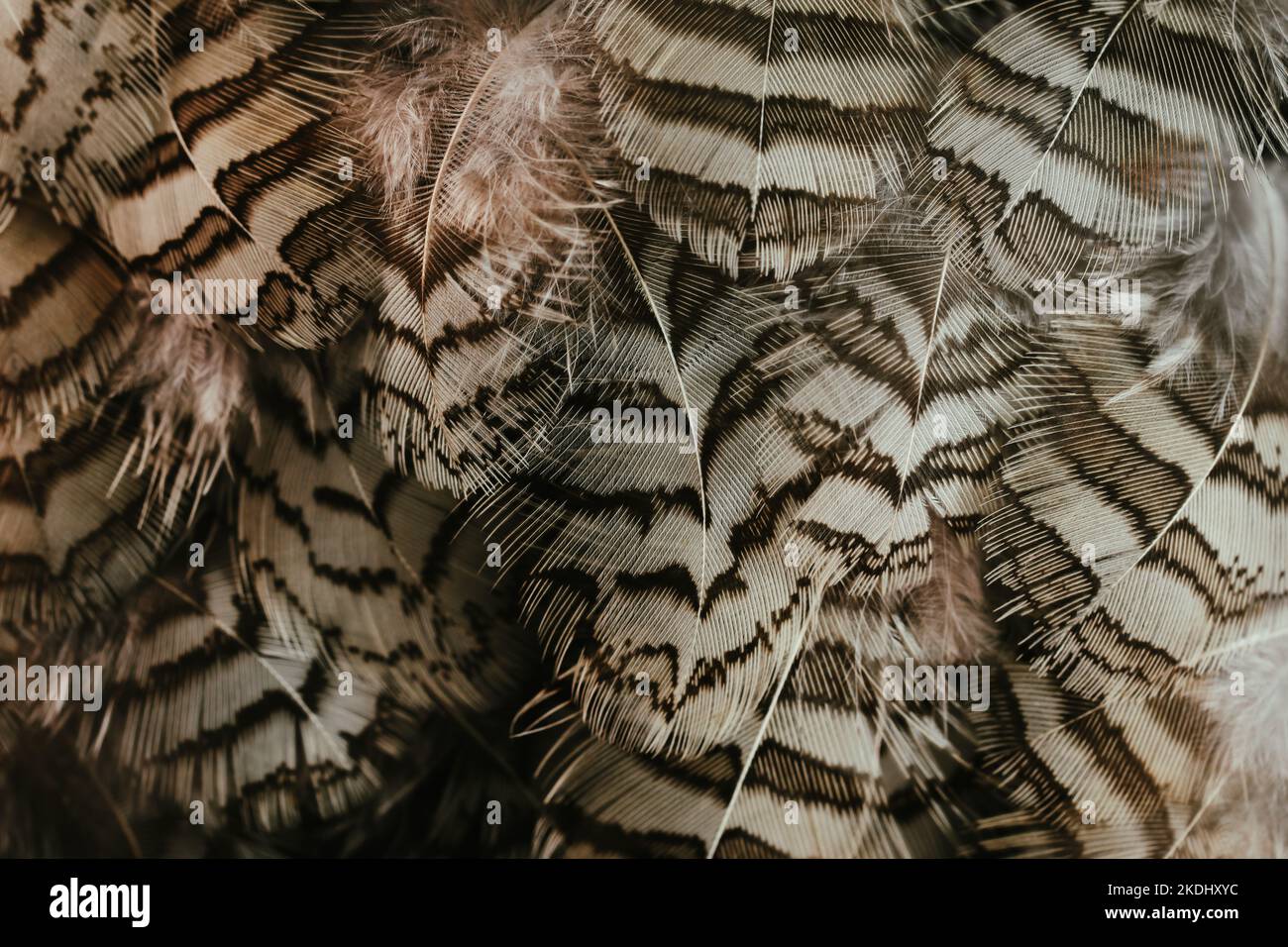 Belle couleur noir et blanc caille oiseau plumes sombre sans coutures lignes vintage abstrait motif texture design fond naturel, papier peint, image. Banque D'Images