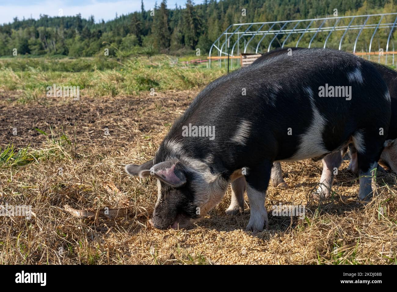 Chimacum, Washington, États-Unis. Les cochons du pré de l'Idaho mangeant du grain sur le sol Banque D'Images