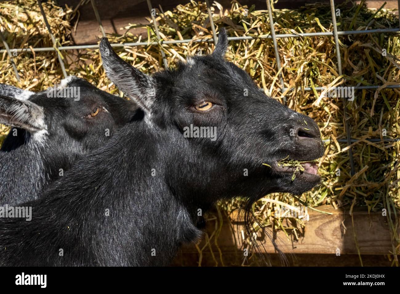 Chimacum, Washington, États-Unis. Chèvres nains nigérianes mangeant du foin Banque D'Images