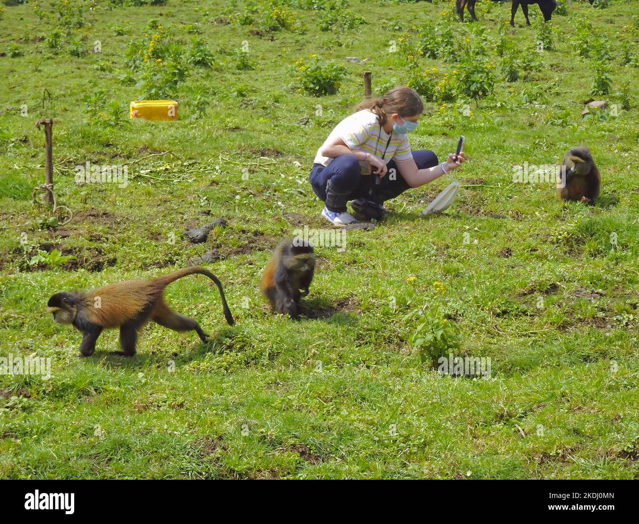 Rwanda, Parc national des volcans 4th septembre 2022 Tourist photographier bébé Golden Monkeys Banque D'Images