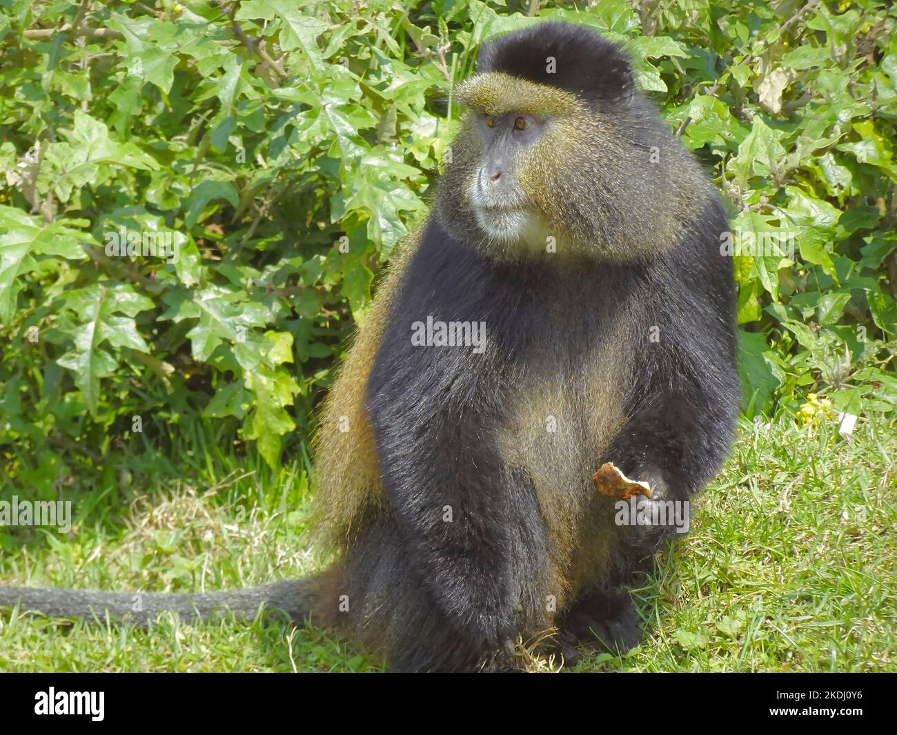 Rwanda, Parc national des volcans 4th septembre 2022 Golden Monkey mangeant des fruits Banque D'Images