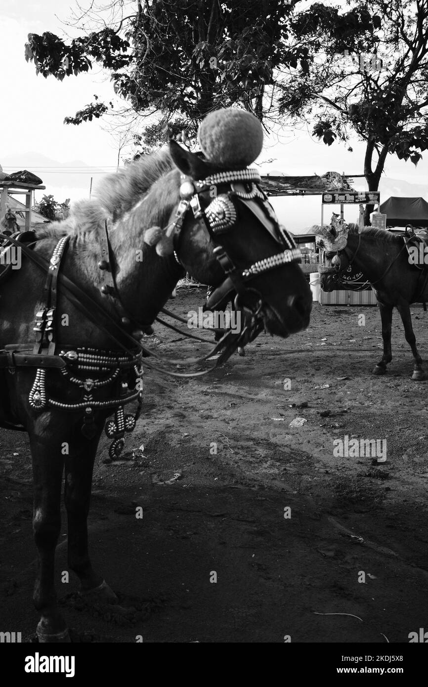 Cikancung, West Java, Indonésie - 23 octobre 2022 : photo en noir et blanc, photo monochrome d'un cheval à louer aux visiteurs Banque D'Images