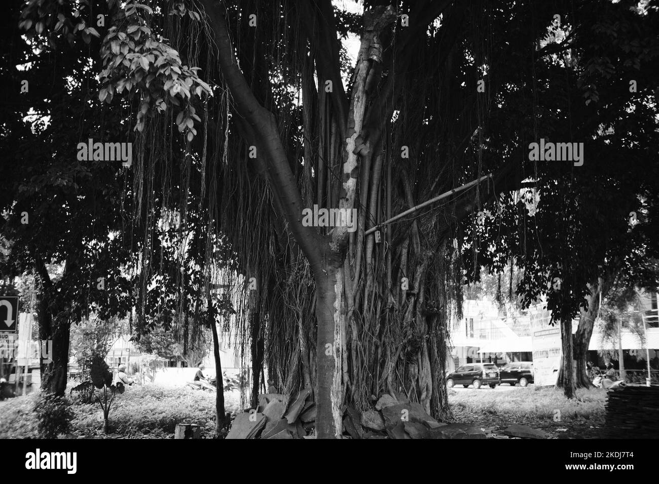 Photo noir et blanc, photo monochrome d'un grand banyan Tree au milieu d'une autoroute dans la région de Cikancung - Indonésie Banque D'Images