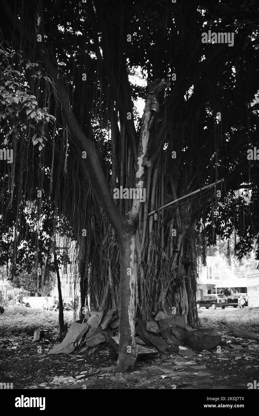 Photo noir et blanc, photo monochrome d'un grand banyan Tree au milieu d'une autoroute dans la région de Cikancung - Indonésie Banque D'Images