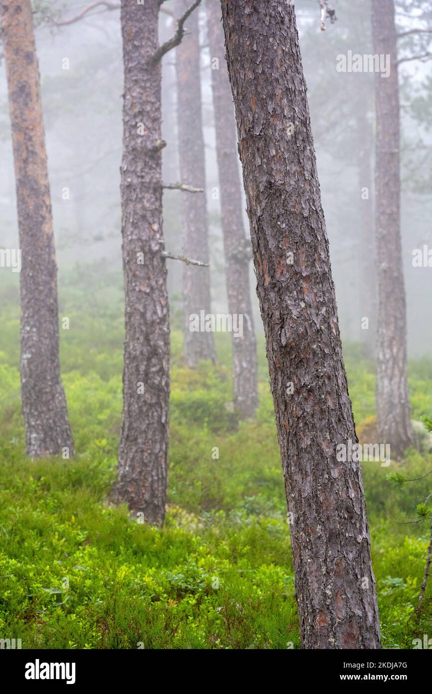 Bois brumeux avec pins vus en Norvège Banque D'Images