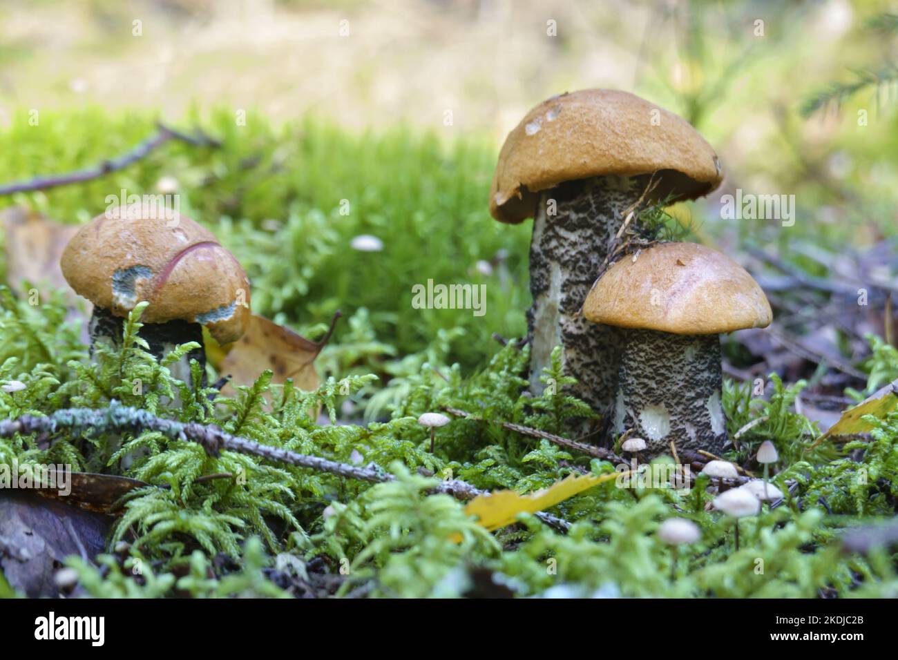 Saison d'automne cueillez les champignons. Plantes biologiques en bois Banque D'Images