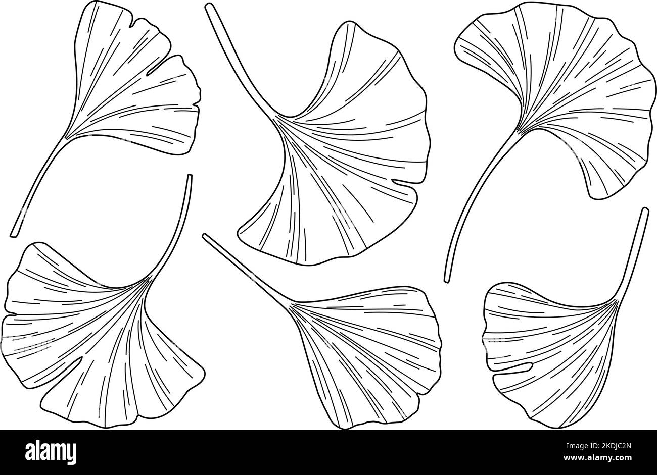 Le Ginkgo biloba laisse une esquisse vectorielle Illustration de Vecteur