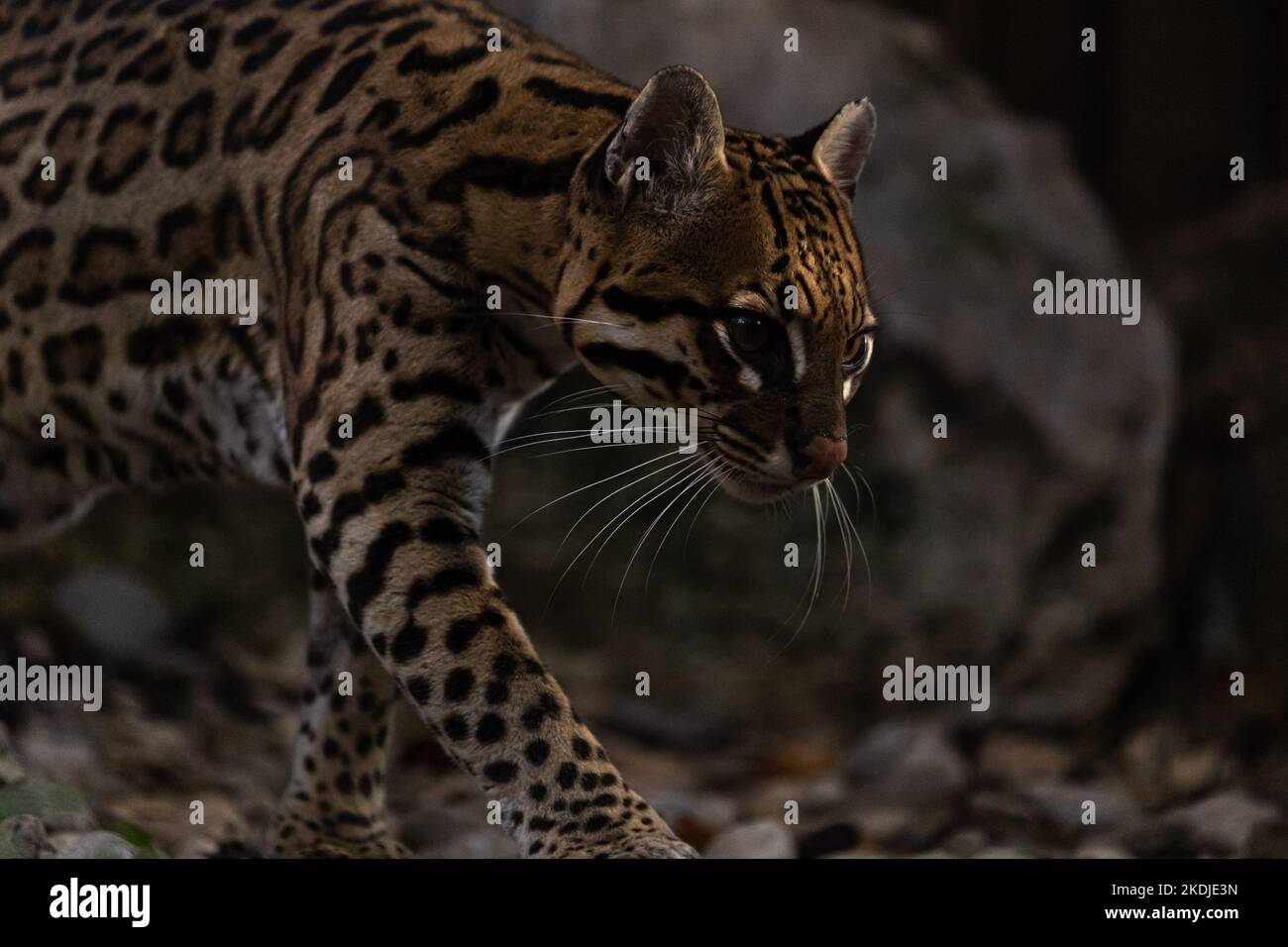 Ocelot marchant dans un chemin de forêt Banque D'Images