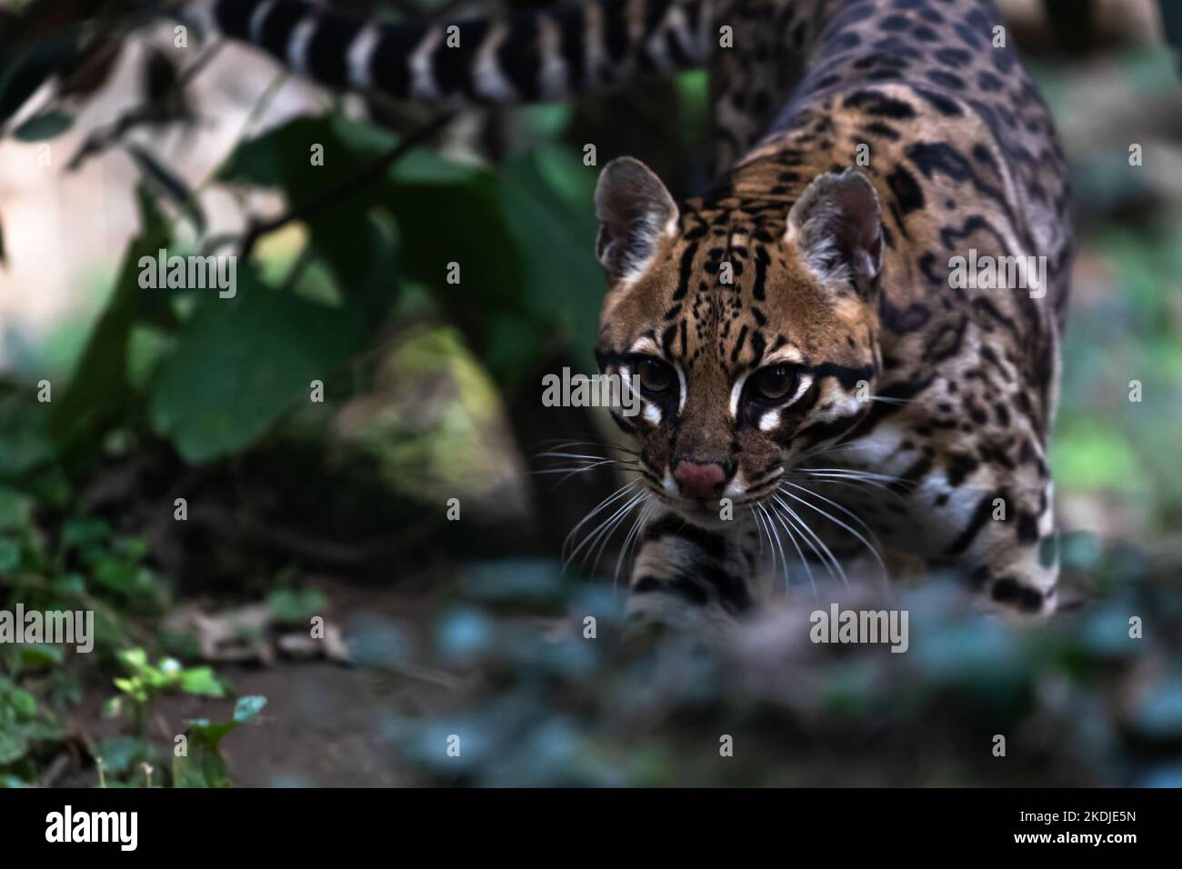 ocelot me regarde d'en dessous Banque D'Images ocelot me regarde d'en dessous Banque D'Images