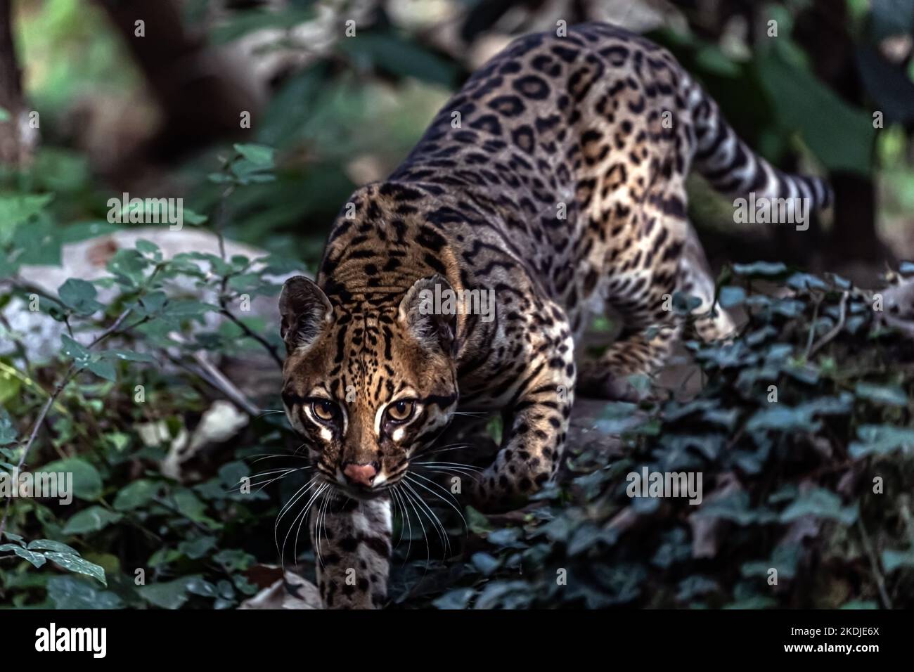 ocelot me regarde d'en dessous Banque D'Images