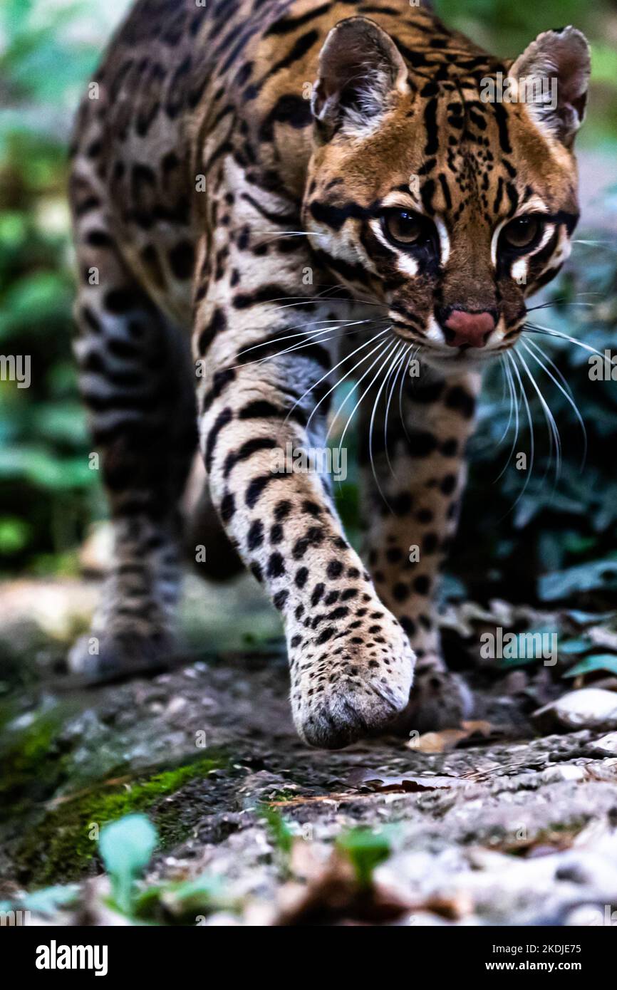 Ocelot marchant dans un chemin de forêt Banque D'Images