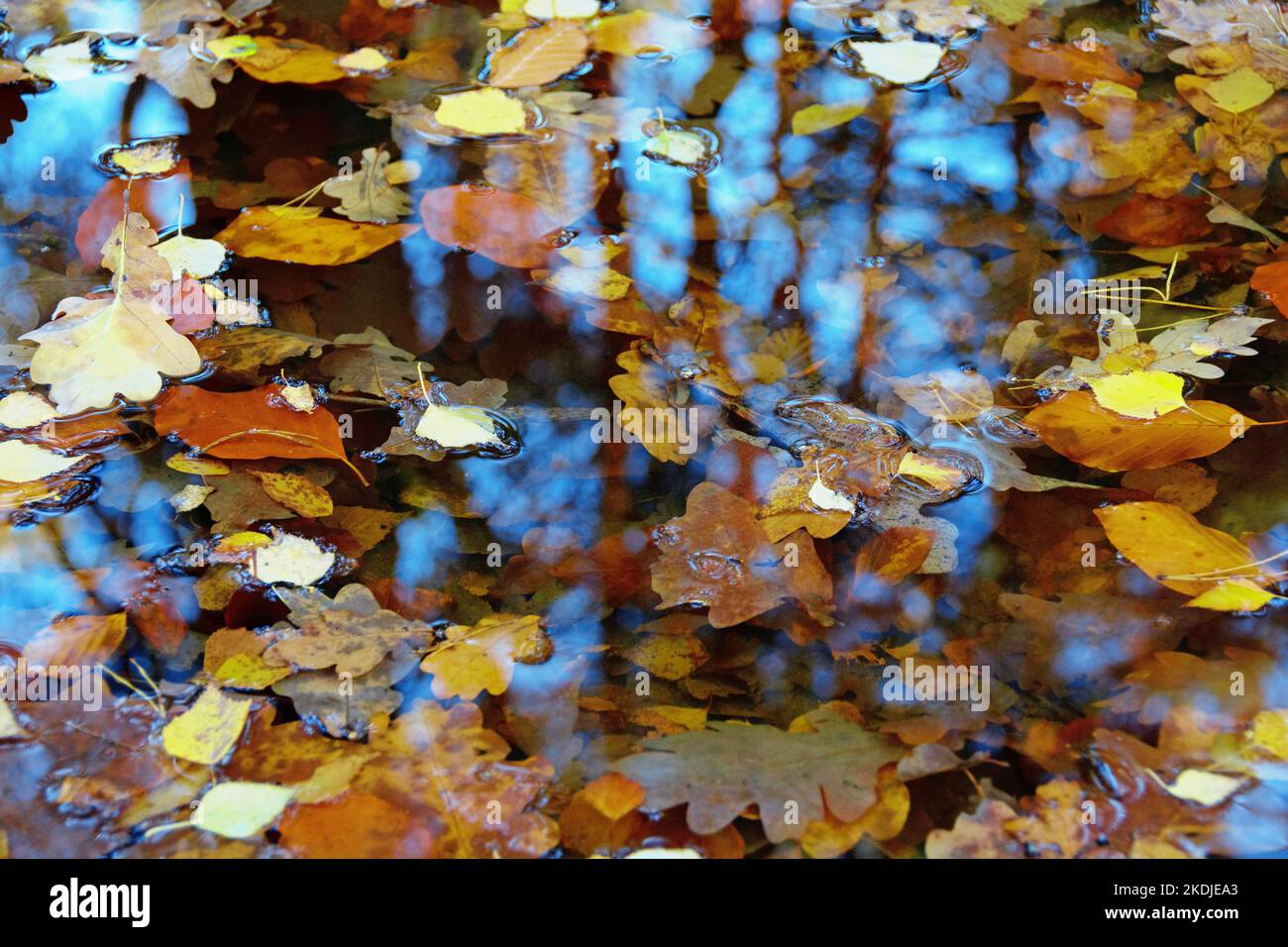 Des feuilles colorées en automne flottent dans l'eau Banque D'Images
