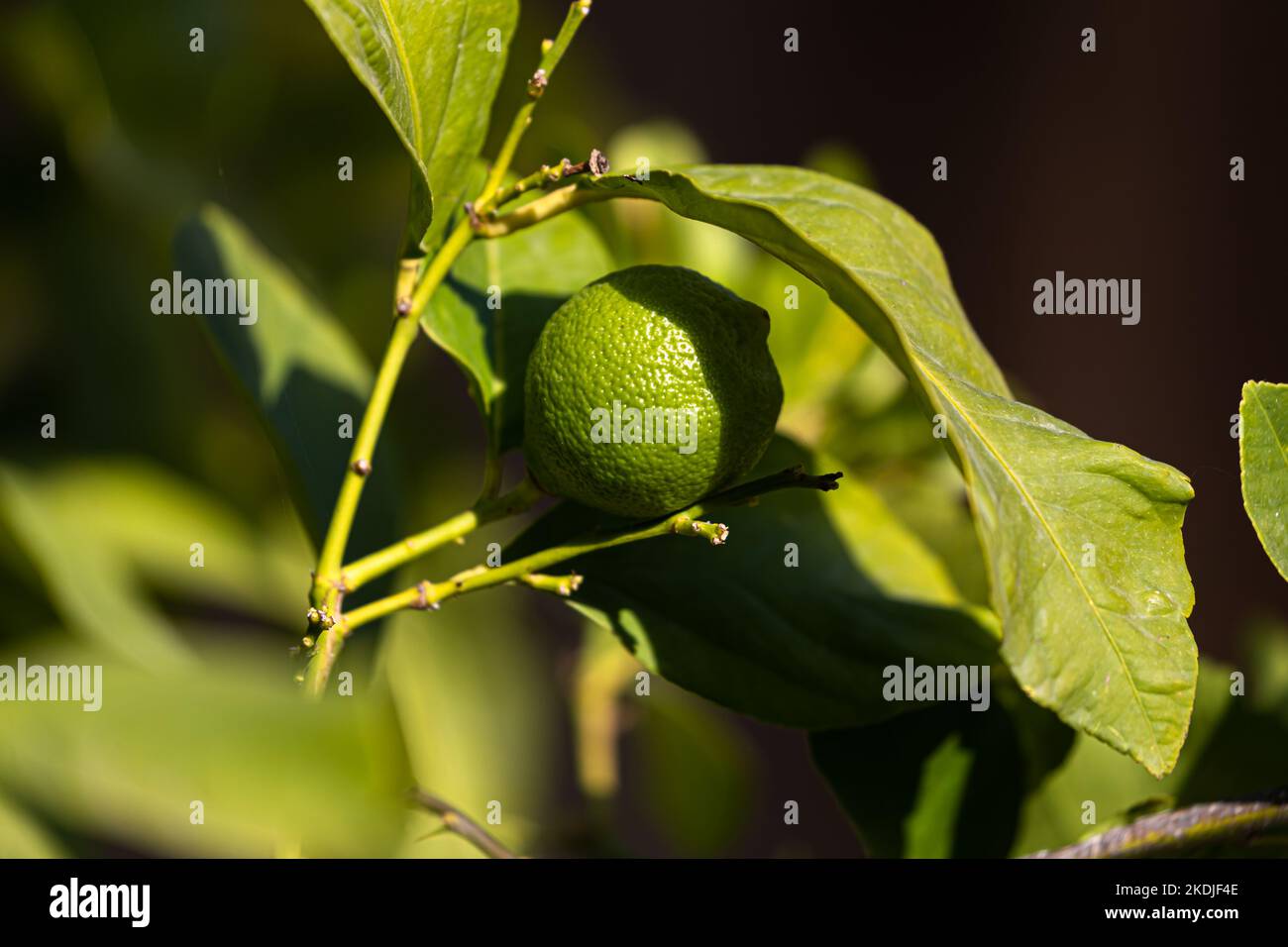 Citron vert sur citronniers Banque D'Images
