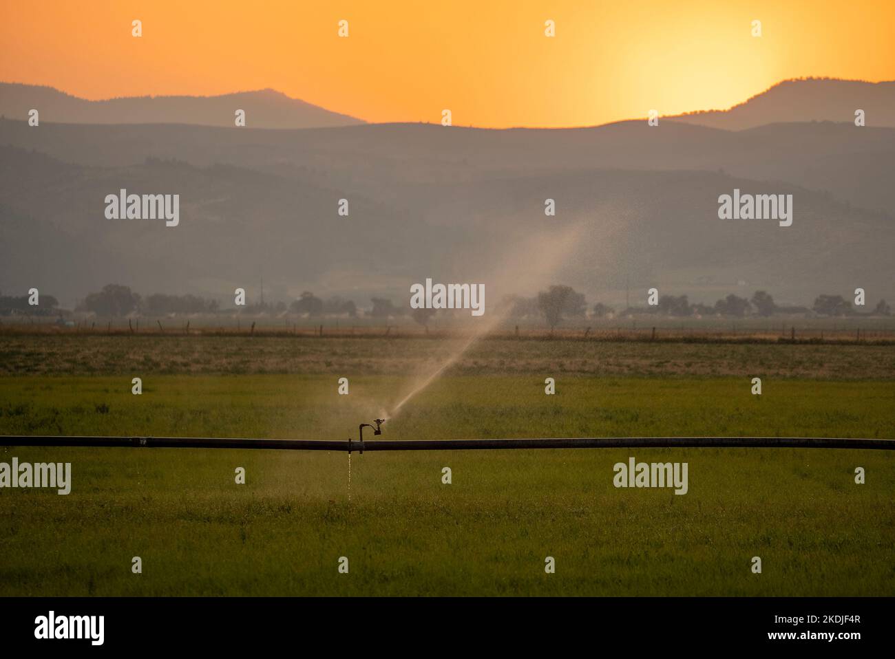 Pulvérisation d'eau sur les récoltes par sprinkleurs à la ferme Banque D'Images