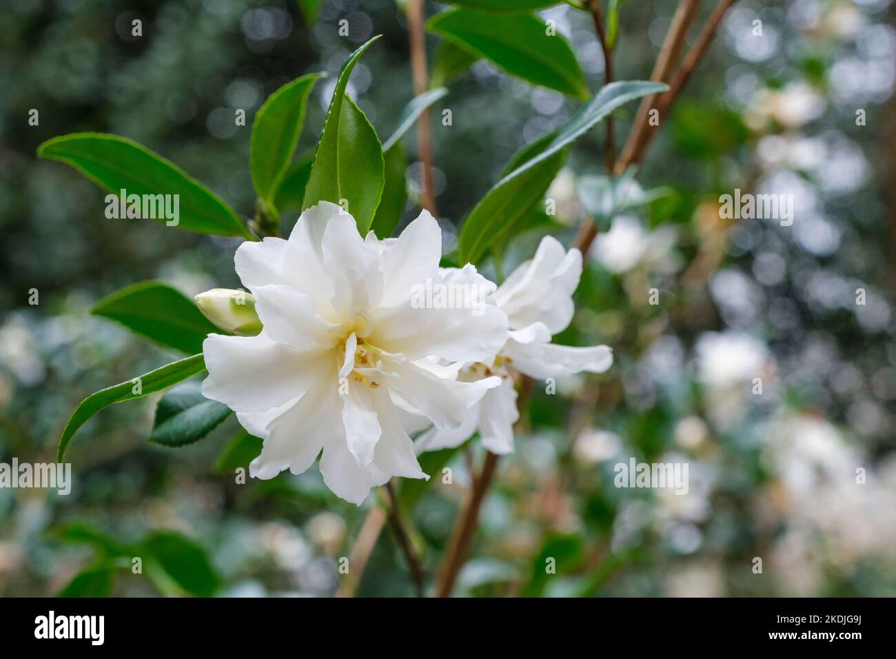 CAMELLIA x vernalis 'Dawn', floraison très précoce avec des fleurs blanches semi-doubles Banque D'Images
