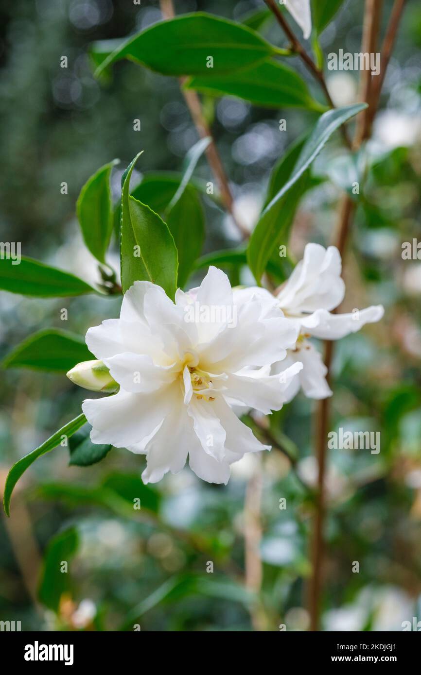 CAMELLIA x vernalis 'Dawn', floraison très précoce avec des fleurs blanches semi-doubles Banque D'Images