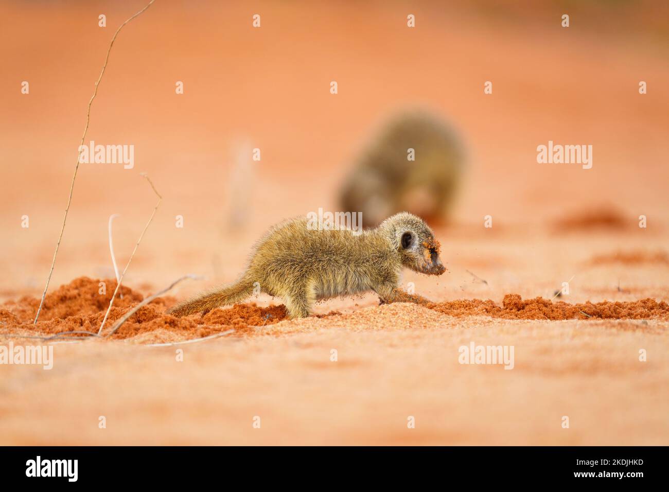 Le petit bébé de meerkat creuse pour les insectes et les créatures à manger. Nourriture recherche d'un petit animal. Parc transfrontalier Kgalagadi, Kalahari, Afrique du Sud Banque D'Images