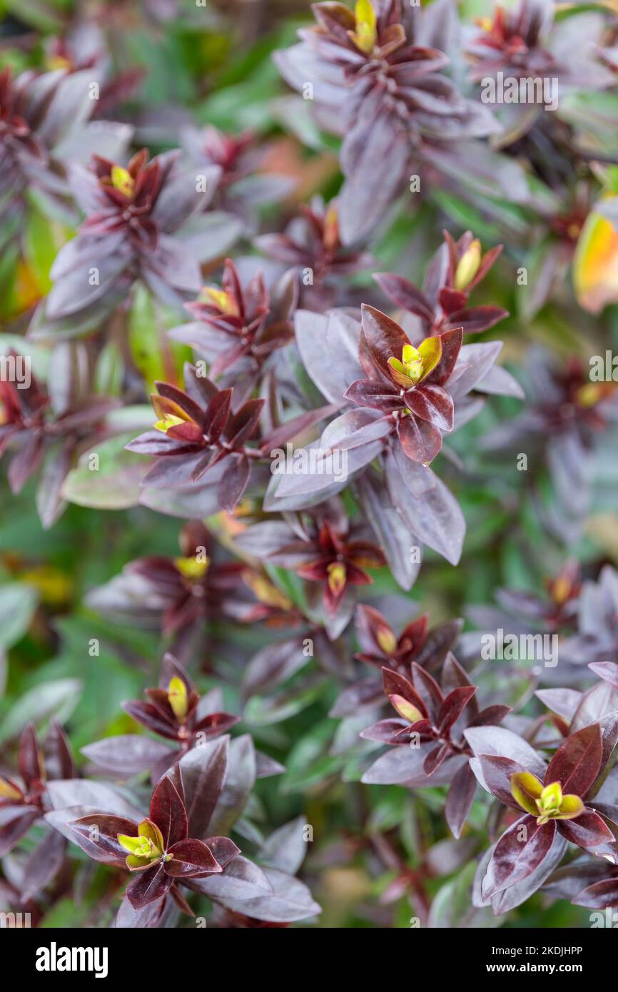 Hebe Midnight Sky, Garden Beauty Series, Veronica Lowten, Veronica Midnight Sky. Arbuste Evergreen brillant, feuilles, se transformant violet-noir en hiver. Banque D'Images