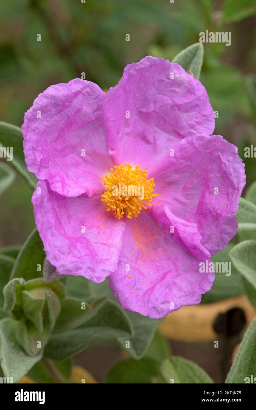 Cistus gris (Cistus albidus), fleur Banque D'Images
