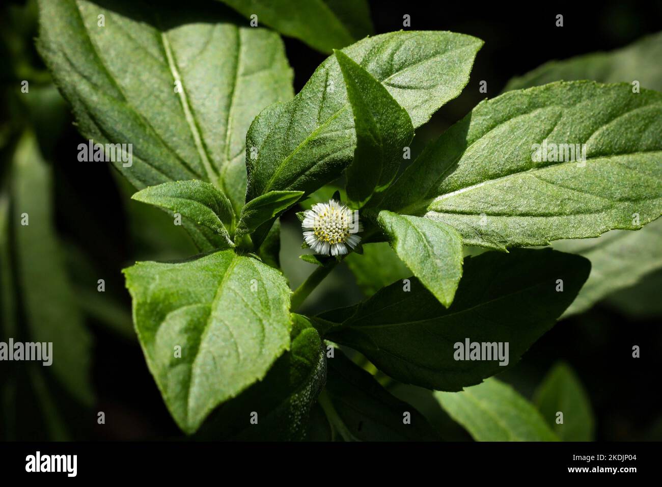 Eclipta plante dans la nature. Fausse Marguerite ou eclipta alba ou bhringraj ou eclipta prostrata ou yerba de tago. Belle nature, papier peint. Plante à base de plantes. Banque D'Images