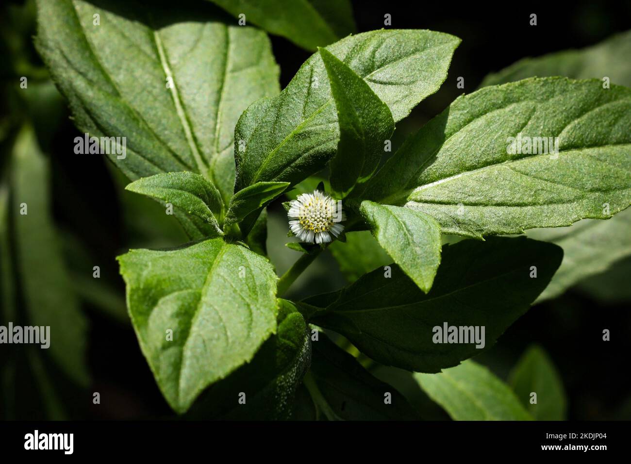 Fausse plante Banque de photographies et d'images à haute résolution - Alamy