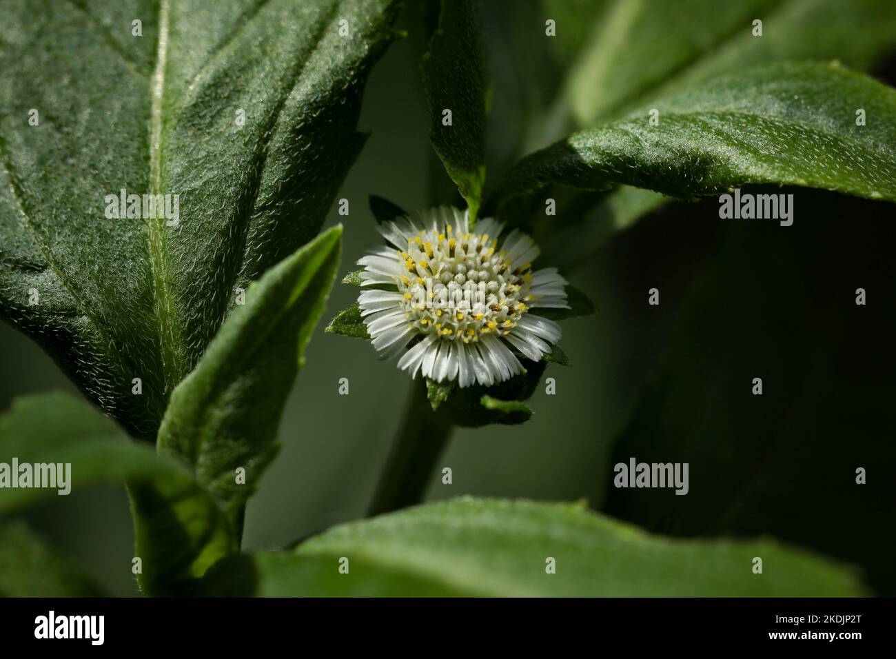 Eclipta plante dans la nature. Fausse Marguerite ou eclipta alba ou bhringraj ou eclipta prostrata ou yerba de tago. Belle nature, papier peint. Plante à base de plantes. Banque D'Images