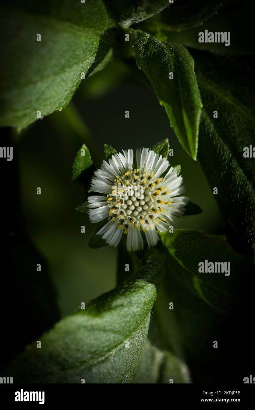 Eclipta plante dans la nature. Fausse Marguerite ou eclipta alba ou bhringraj ou eclipta prostrata ou yerba de tago. Belle nature, papier peint. Plante à base de plantes. Banque D'Images